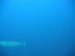 Tuňák v úniku.jpg